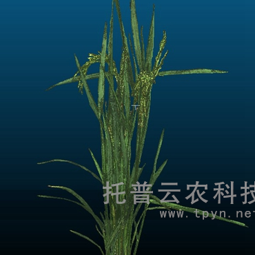 盆栽植物三維數字表型采集分析系統