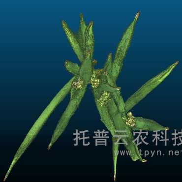盆栽植物三維數字表型采集分析系統