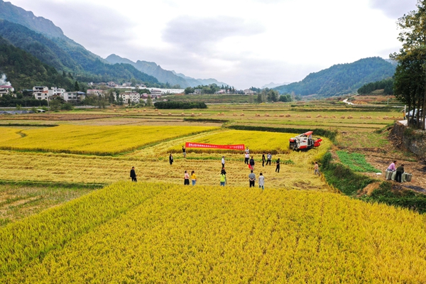 2021年10月8日，在貴州省麻江縣壩芒鄉(xiāng)樂坪村，人們參加從南京農(nóng)業(yè)大學(xué)引進(jìn)試種的水稻新品種測產(chǎn)驗(yàn)收現(xiàn)場會(huì)（無人機(jī)照片）